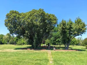 Zentralfriedhof - Park der Ruhe und der Kraft