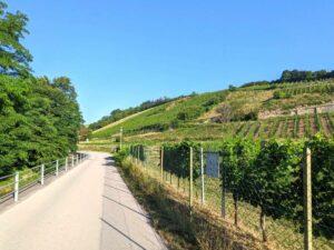 Weinwanderweg Weidling