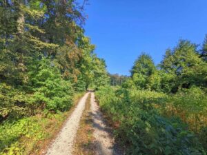 Waldweg