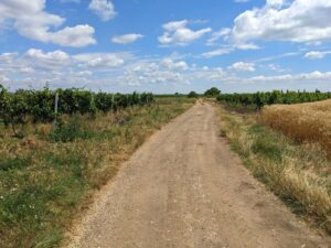 Rundweg ab Podersdorf