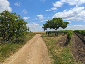 Rundweg ab Podersdorf