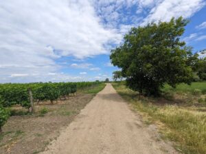 Rundweg ab Podersdorf