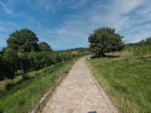 Weinwanderweg Mauer
