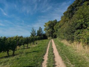 Weinwanderweg Mauer