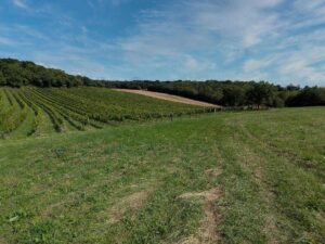 Weinwanderweg Mauer
