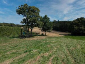 Weinwanderweg Mauer