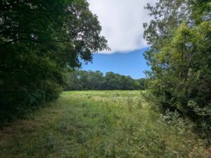 Lobau