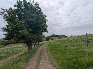 Unterer Weisleitenweg