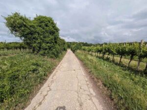 Weinwanderweg Floridsdorf