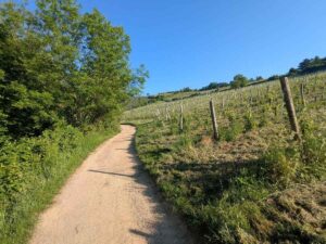 Paula Wessely Weg