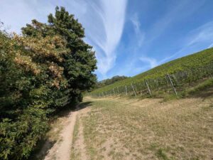 Paula Wessely Weg