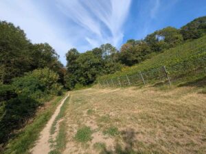 Paula Wessely Weg
