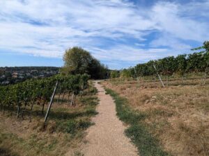 Neustift am Walde