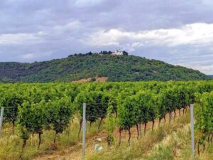 Ausblick vom Nussberg