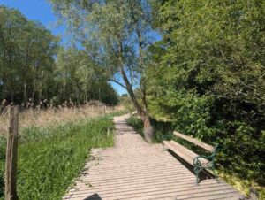 Stockerauer Au - Schilfweg